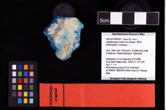 NHMW-GEO-2007z0149-0022_Ol_01.tifLaeviprosopon laeve (von Meyer, 1857)  (NHMW-GEO-2007z0149-0022)